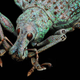 Cabeza de un escarabajo Rhigus nigrosparsus.